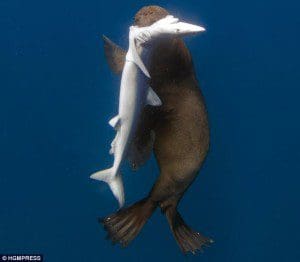 Seal Attack