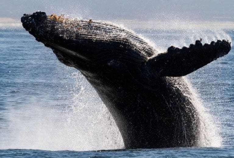 New Study Helps to Reduce Ship-Whale Collisions
